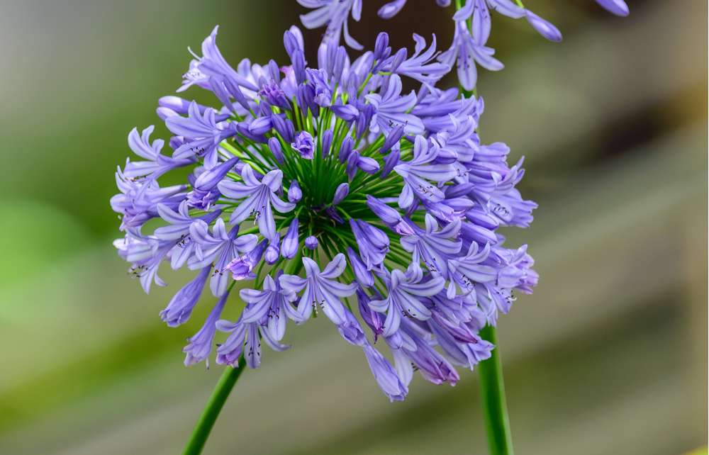 Skærmlilje 'Africanus'